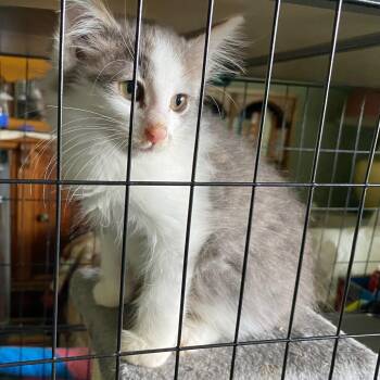 Nimbus -  Domestic Long Hair Cat for Adoption in Holly, Michigan - Nimbus | PetCurious