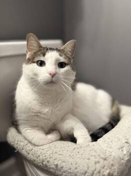 Rescue Domestic Short Hair Cats for Adoption in Chicago, Illinois - Loki | PetCurious