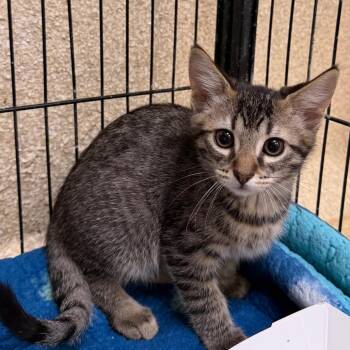 Cheesesteak -  Domestic Short Hair Cat for Adoption in Riverwoods, Illinois - Cheesesteak | PetCurious