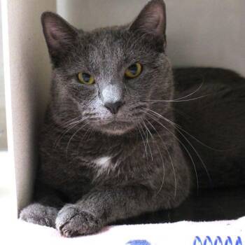 Bug -  Domestic Short Hair Cat for Adoption in Des Moines, Iowa - Bug | PetCurious