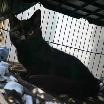 Buon -  Domestic Short Hair Cat for Adoption in Winthrop, Maine - Buon | PetCurious