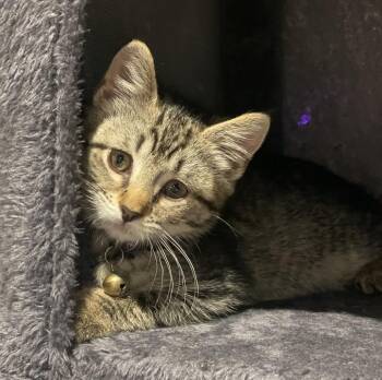 Penny -  Domestic Short Hair and Tabby Cat for Adoption in Mendham, New Jersey - Penny | PetCurious