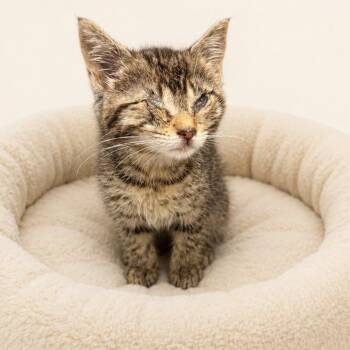 Annabelle -  Domestic Short Hair Cat for Adoption in Redwood Falls, Minnesota - Annabelle | PetCurious
