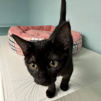 Kiki -  Domestic Short Hair Cat for Adoption in Spokane, Washington - Kiki | PetCurious