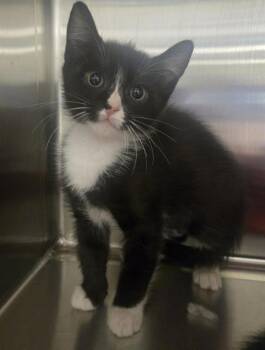 JILL -  Domestic Short Hair Cat for Adoption in Auburn, California - JILL | PetCurious