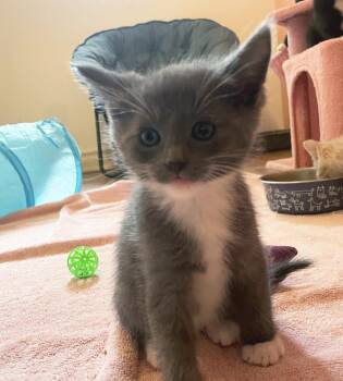 Jina -  Domestic Short Hair Cat for Adoption in Plover, Wisconsin - Jina | PetCurious