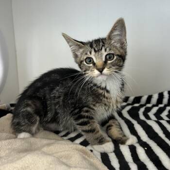 2A2 Kitten (A192661) -  Domestic Short Hair Cat for Adoption in Ojai, California - 2A2 Kitten (A192661) | PetCurious