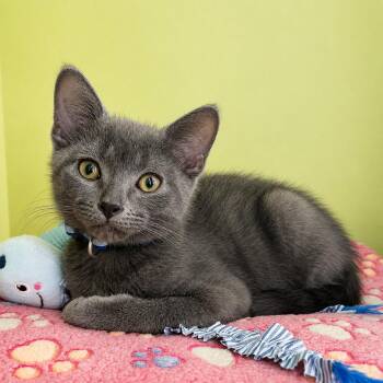 Chef -  Domestic Short Hair Cat for Adoption in Pontiac, Michigan - Chef | PetCurious