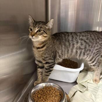 Twister -  Domestic Short Hair Cat for Adoption in Caldwell, Texas - Twister | PetCurious