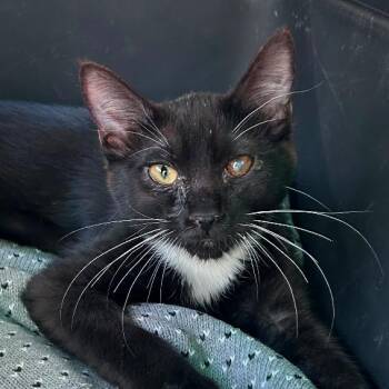 Puffin -  Domestic Short Hair Cat for Adoption in Taos, New Mexico - Puffin | PetCurious