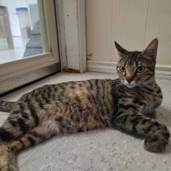Rescue Domestic Short Hair Cats for Adoption in Baton Rouge, Louisiana - Apricot | PetCurious