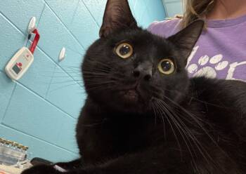Norman -  Domestic Short Hair and Bombay Cat for Adoption in Frankfort, Kentucky - Norman | PetCurious