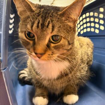 Bambina -  Domestic Short Hair Cat for Adoption in Murray, Utah - Bambina | PetCurious