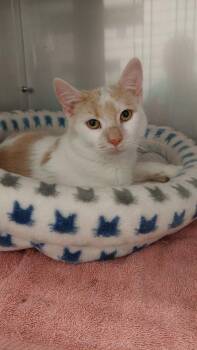 Rescue Domestic Short Hair Cats for Adoption in Saint Marys, Pennsylvania - Cody | PetCurious