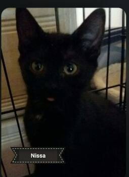 Nissa -  Japanese Bobtail and Domestic Short Hair Cat for Adoption in Shrewsbury, Massachusetts - Nissa | PetCurious