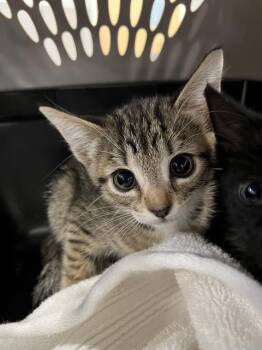 LOUISE -  Domestic Short Hair Cat for Adoption in Palmetto, Florida - LOUISE | PetCurious