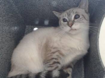 MAMA CAT -  Siamese Cat for Adoption in Orlando, Florida - MAMA CAT | PetCurious