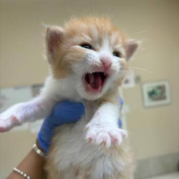 Frisbee -  Domestic Medium Hair Cat for Adoption in Kanab, Utah - Frisbee | PetCurious