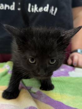 Fiona -  Domestic Short Hair Cat for Adoption in Fishers, Indiana - Fiona | PetCurious