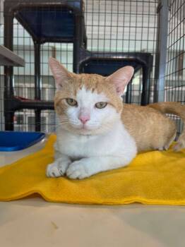 Rescue Domestic Short Hair Cats for Adoption in Kingsland, Georgia - Beans | PetCurious