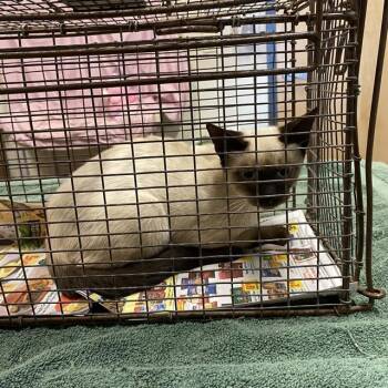 A613476 -  Domestic Short Hair Cat for Adoption in Modesto, California - A613476 | PetCurious