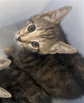 Domestic Short Hair Cats Available for Adoption in Dallas, Texas - SUNFLOWER | PetCurious