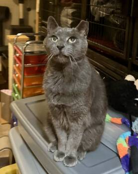 Rescue Domestic Short Hair Cats for Adoption in Seven Valleys, Pennsylvania - Falcon | PetCurious