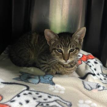 Domestic Short Hair Cats Available for Adoption in Brookfield, Missouri - Bailey | PetCurious