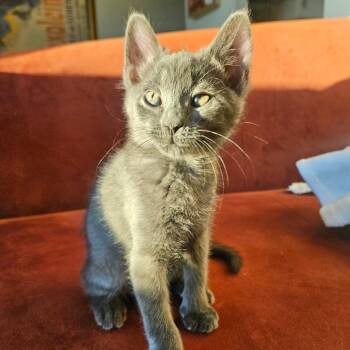 Russet -  Domestic Medium Hair Cat for Adoption in New York, New York - Russet | PetCurious