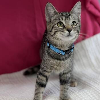 Bubbles -  Domestic Short Hair Cat for Adoption in Bardstown, Kentucky - Bubbles | PetCurious
