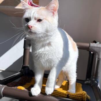 Domestic Short Hair Cats Available for Adoption in Hailey, Idaho - Liviah | PetCurious