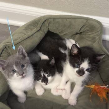Soup -  Domestic Short Hair Cat for Adoption in Philadelphia, Pennsylvania - Soup | PetCurious
