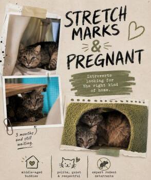 PREGNANT & STRETCH MARKS -  Domestic Short Hair Cat for Adoption in Pegram, Tennessee - PREGNANT & STRETCH MARKS | PetCurious