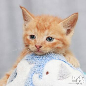 Domestic Short Hair Cats Available for Adoption in Washington, District Of Columbia - Horizontal | PetCurious