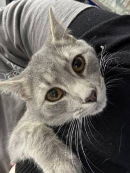 Rescue Domestic Short Hair Cats for Adoption in West Chester, Pennsylvania - Jean Grey | PetCurious
