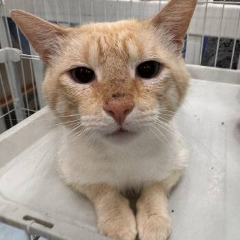 Cerulean -  Domestic Short Hair Cat for Adoption in Mokena, Illinois - Cerulean | PetCurious