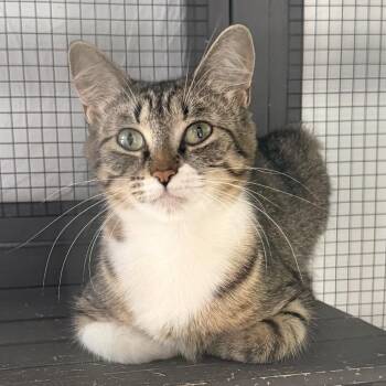 Chelsea & Gemma -  Domestic Short Hair Cat for Adoption in Denison, Texas - Chelsea & Gemma | PetCurious