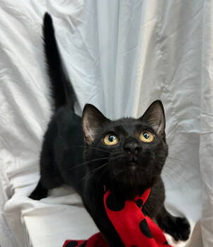 Rescue Domestic Short Hair Cats for Adoption in Margate, Florida - MINNIE | PetCurious