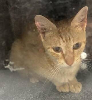 Thalia 829-26 -  Domestic Short Hair Cat for Adoption in Cumming, Georgia - Thalia 829-26 | PetCurious