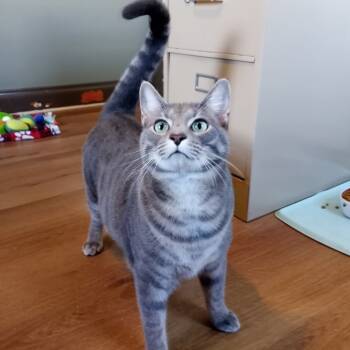 Rescue Domestic Short Hair Cats for Adoption in Parkersburg, West Virginia - Fuzzie | PetCurious