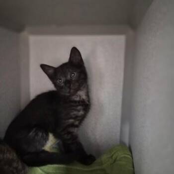 Pacha -  Domestic Short Hair Cat for Adoption in Sacramento, California - Pacha | PetCurious