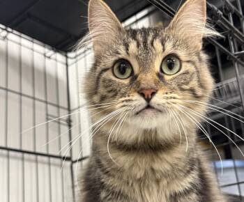 Frosting -  Domestic Long Hair Cat for Adoption in Youngstown, Ohio - Frosting | PetCurious