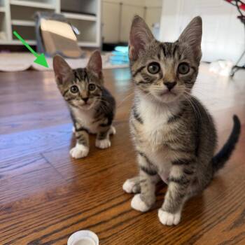 Domestic Short Hair Cats Available for Adoption in Houston, Texas - Peep | PetCurious