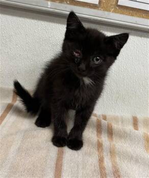 A883608 -  Domestic Medium Hair Cat for Adoption in Camarillo, California - A883608 | PetCurious
