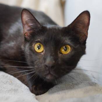 Raf -  Domestic Short Hair Cat for Adoption in Garland, Texas - Raf | PetCurious