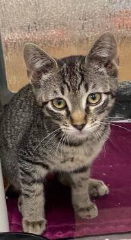 Domestic Short Hair Cats Available for Adoption in Plano, Texas - Doc A216987 | PetCurious