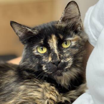 Mama Walnut -  Tortoiseshell Cat for Adoption in Collierville, Tennessee - Mama Walnut | PetCurious