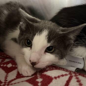 Toast -  Domestic Short Hair Cat for Adoption in Oakland, California - Toast | PetCurious
