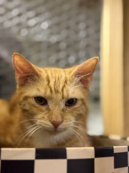 Tabby Cats Available for Adoption in Burnaby, British Columbia - Tyrus | PetCurious
