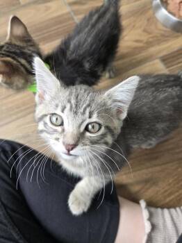 Chai -  Domestic Short Hair Cat for Adoption in San Diego, California - Chai | PetCurious